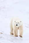 Polar Bear close to buggy, Churchill, Canada