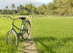 Bicycle and rice field Nha Trang, Vietnam