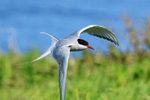 Arctic Tern flying, close view, Farne Islands