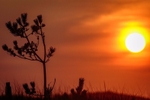 Sunset Silhouette