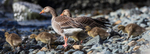GREYLAG GEESE GOSLINGS, ISLE OF MULL, SCOTLAND