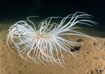 Pachycerianthus multiplicatus