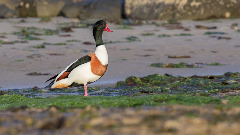 Shelduck - Kildonan - Isle of Arran - Scotland