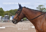 BPP_6543