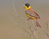Black Headed Bunting