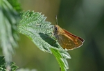 Large Skipper