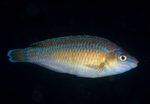 Centrolabrus exoletus