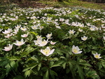 Wood Anemones - March 2007