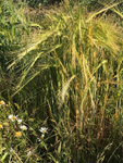 02 Morning breezes in the corn
