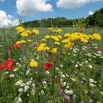 Roadside wildflowers yellow Hawksbeard (Crepis sp) white Chamomile (Anthemis arvensis).