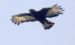 Long Crested Eagle