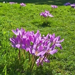 Autumn crocus