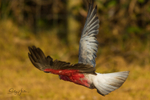 Galah in flight