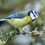 Blue Tit