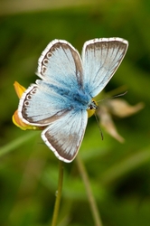 Chalkhill Blue