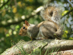 Grey Squirrel