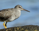 Wandering Tattler close-up, Ke'e Beach, Kauai