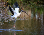 Wood Stork lifts off with stick, Wakodahatchee Wetlands, Florida