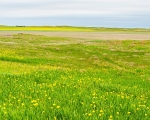 Fields of Yellow, Uist