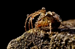 Raindrops on Spider