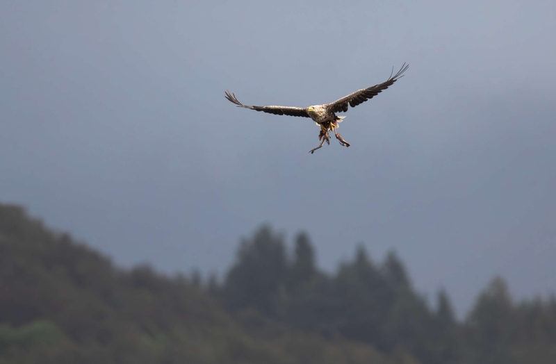 White Tailed Eagle - Isle of Mull - Scotland