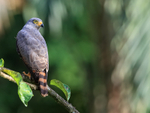 Roadside Hawk close, Costa Rica