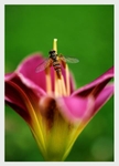 Helophilus trivittatus