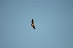 Griffon Vulture