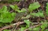 Marsh Frog