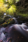 Autumnal Light
