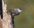 Kruper's Nuthatch