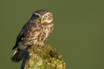 Little Owl