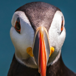 Puffin Portrait, Great Saltee Island