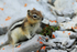 Golden-mantled Ground Squirrel, Sulphur Mountain, Banff, Canada