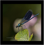 Banded Demoiselle.