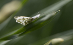 Female Orange tip Butterfly