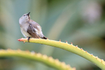 Southern Double-collared Sunbird (female) scratching, South Africa