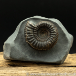 amm1426 Catacoeloceras...