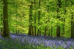 Bradley Hill Bluebells