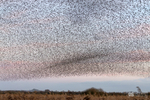 Starling Murmurations, Avalon Marshes_GS1099