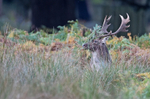 Fallow Deer - Dama dama