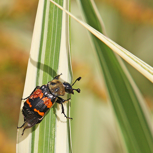 A Tomentose Burying Beetle