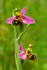 Bee Orchid