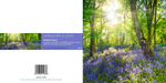 64 Bluebell wood with sunburst copy