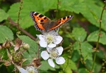 Small Tortoiseshell