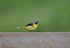 Grey Wagtail