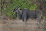 An Eland (taurotragus oryx) near Etosha National Park, Namibia