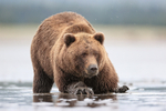 Grizzly Bear looks up while clamming, Silver Salmon Creek, Alaska