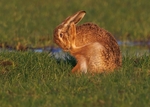 Brown Hare