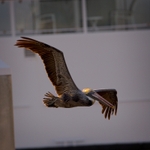 Pelican In Flight